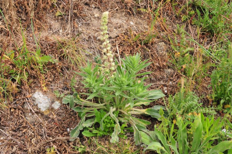 Echium italicum